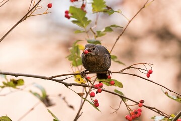 Closeup of a common blackbird (Turdus merula) perched on a tree