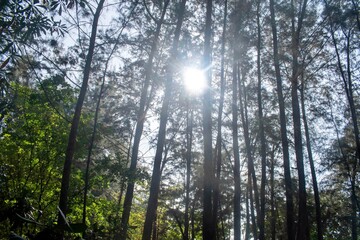 Sunlight hiding behind the Tall trees and the greenery at the Ao Nang Beach in the Krabi Province...