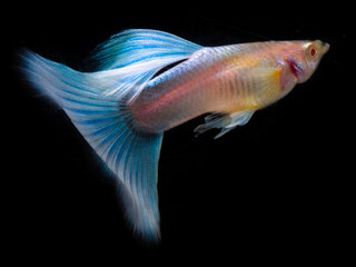 Fototapeta premium Guppy on Black background