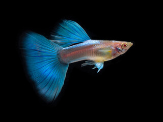 Fototapeta premium Guppy on Black background