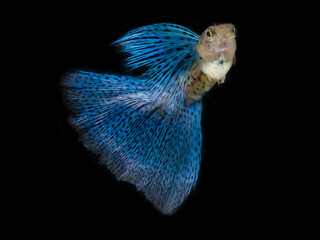 Guppy on Black background