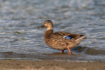 Closeup of a female mallard duck by a shore