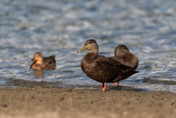 Closeup of a female mallard duck by a shore