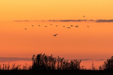 Flack of birds flying high up in the sky during a golden hour at sunset
