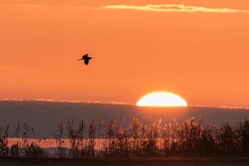 Bird flying high up in the sky during a golden hour at sunset