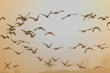 Flack of greylag geese flying on a foggy day