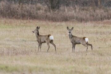 Naklejka na ściany i meble Beautiful shot of roe deers walking in the field
