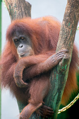 The Sumatran orangutan, Pongo abelii is one of the rare species of orangutans. Found only in the north of the Indonesian island of Sumatra.