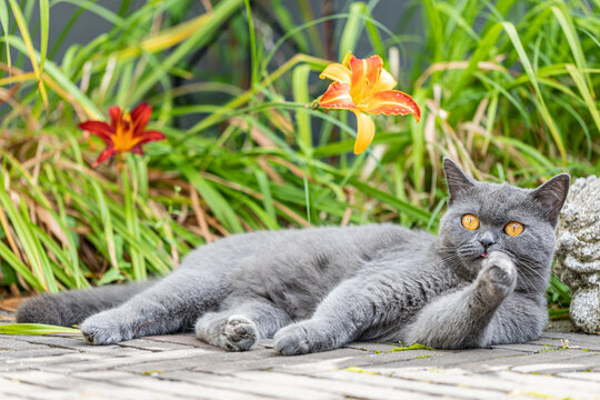 Eine entspannte graue Katze im Garten, die sich s&auml;ubert