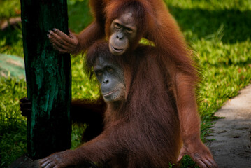 The Sumatran orangutan, Pongo abelii is one of the rare species of orangutans. Found only in the north of the Indonesian island of Sumatra. - obrazy, fototapety, plakaty