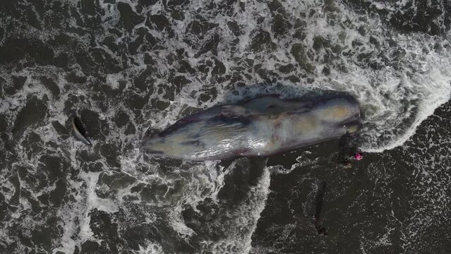 Dead sperm whale in state of putrefaction on the beach, Bali, Indonesia