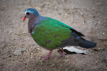 Chalcophaps indica, The common emerald dove, green dove and green winged pigeon  also called Asian emerald dove and grey capped emerald dove, is a widespread resident breeding pigeon 