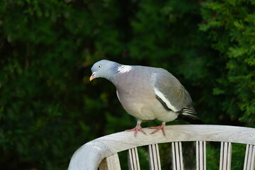 wood pigeon on garden chair,ringeltaube auf gartenstuhl