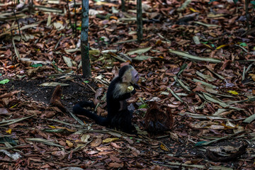 A wild monkey cleans the fur of another monkey. Filmed during a hot day in Costa Rica.