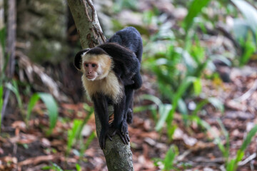 A wild monkey cleans the fur of another monkey. Filmed during a hot day in Costa Rica.