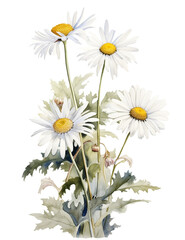 カモミールの花の水彩イラスト／AI画像