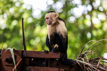 A wild monkey cleans the fur of another monkey. Filmed during a hot day in Costa Rica. Costa Rican Howler Monkey eatting