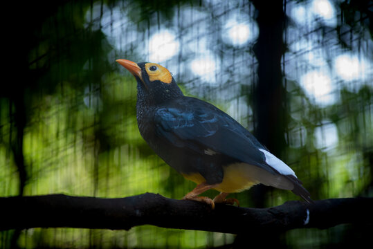 The yellow faced myna. Mino dumontii, knowas Beo Papua is a species of starling in the family Sturnidae.