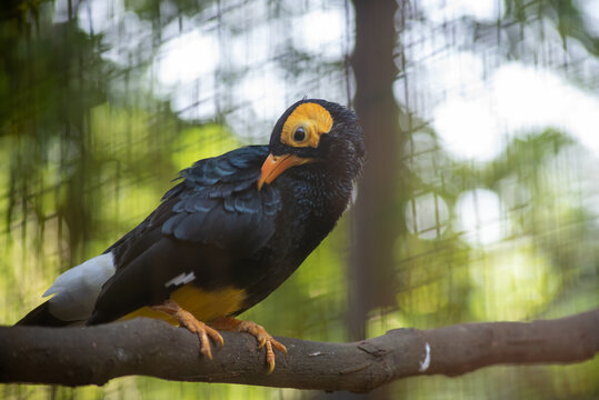The yellow faced myna. Mino dumontii, knowas Beo Papua is a species of starling in the family Sturnidae.