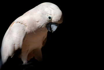 The salmon crested cockatoo, Cacatua moluccensis, also known as the Moluccan cockatoo, is a cockatoo endemic to the Seram archipelago in eastern Indonesia. 