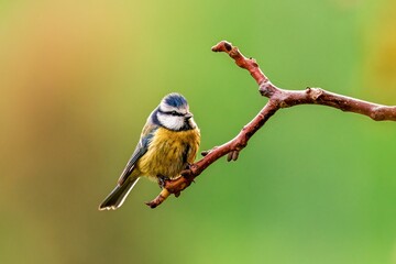Close-up shot of a blue tit sitting on a branch with a blurred background