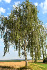 Birke,  Sandbirke, Betula pendula, Solitärbaum  im Licht der  Morgensonne,  Feldrand,  Feldweg, ...