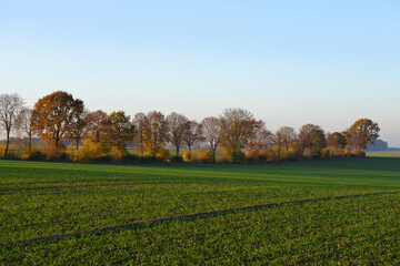 Windschutzstreifen, Felder.  Ein schmaler  Windschutzstreifen  mit  hohen Bäumen, Hochsitz,  ...