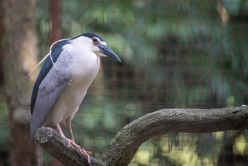The black crowned night heron, Nycticorax nycticorax, or black capped night heron
