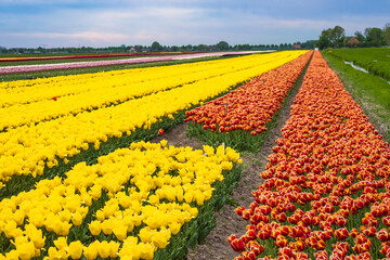 Colorful blooming tulips in a field in the Netherlands
