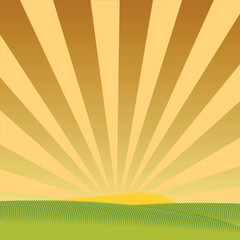 Large wheat thorns on a field on a beautiful nature and landscape in the sun.