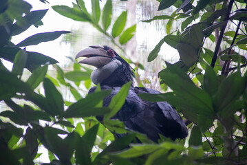 The oriental pied hornbill, Anthracoceros albirostris is an Indo Malayan pied hornbill, a large...