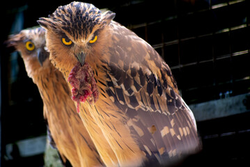 The buffy fish owl, Ketupa ketupu, also known as the Malay fish owl, is a fish owl in the family Strigidae.