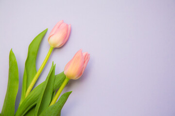 チューリップ　ピンク