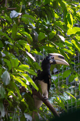 The oriental pied hornbill, Anthracoceros albirostris is an Indo Malayan pied hornbill, a large canopy dwelling bird belonging to the family Bucerotidae
