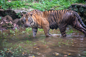 The Sumatran tiger, Panthera tigris sumatrae is in the river