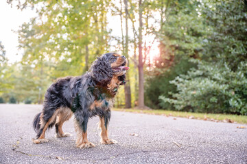 A cute dog, a Cavalier King Charles Spaniel, goes for a walk in the woods on an autumn or late summer day.