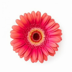Gerbera flower isolated. Illustration AI Generative.