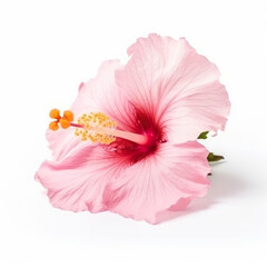 Obraz na płótnie Canvas Hibiscus flower isolated. Illustration AI Generative.