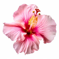Fototapeta na wymiar Hibiscus flower isolated. Illustration AI Generative.
