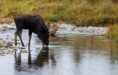 Bull Moose During the Rut in Wyoming in Atuumn