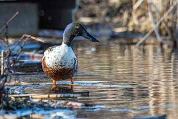 A male northern shoveler, Spatula clypeata, perched on a levee overlooking a wetland