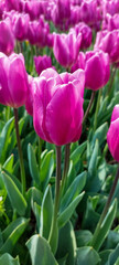 Tulipani