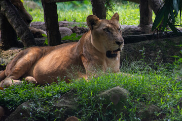 Female of The lion, Panthera leo is a large cat of the genus Panthera 