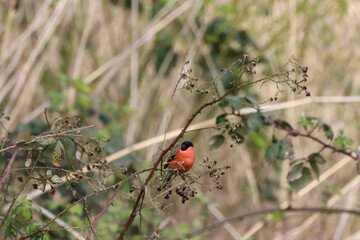 A beautiful animal portrait of a Bull Finch perched on a tree
