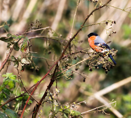 A beautiful animal portrait of a Bull Finch perched on a tree