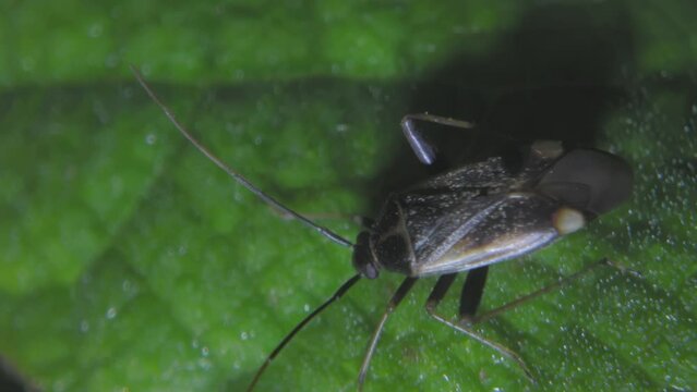 Nocturnal life of insects of the genus Lygus on bean flowers and leaves. Insects, garden pests, from the order of True Bugs move their antennae while sitting on a plant