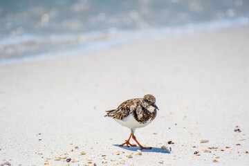 A ruddy turnstone walks a Galápagos Islands beach