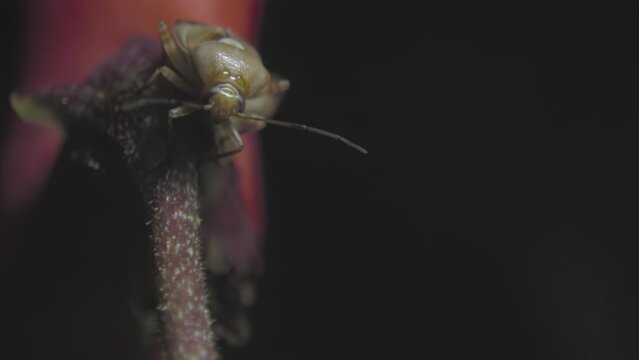 Nocturnal life of insects of the genus Lygus on bean flowers and leaves. Insects, garden pests, from the order of True Bugs move their antennae while sitting on a plant