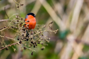 A beautiful animal portrait of a Bullfinch perched on a tree
