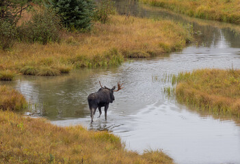 Bull Moose During the Rut in Wyoming in Atuumn